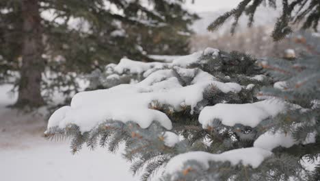 Schneeflocken-Und-Schneebedeckte-Zweige-Eines-Nadelbaums-In-Kalter-Winterlandschaft,-Zeitlupe