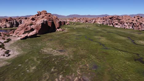 Llamas-graze-grass-of-green-valley-in-Valle-de-las-Rocas-landscape