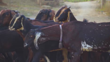 Nahaufnahme-Einer-Gruppe-Von-Schafen-Mit-Hirten-In-Einem-Ländlichen-Dorf-In-Gwalior-In-Madhya-Pradesh,-Indien