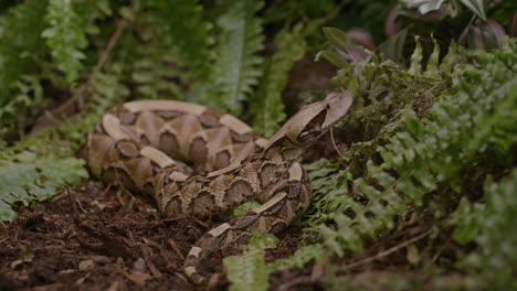 Rack-Fokus-Auf-Eine-Gabunviper-Im-Wald