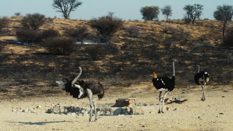 Male-ostrich-chases-away-a-competitor-at-a-watering-hole-in-semi-desert