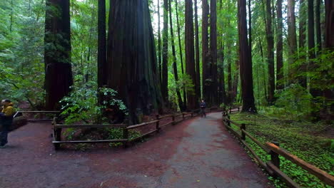 Path-through-the-coastal-redwoods-in-Muir-Woods