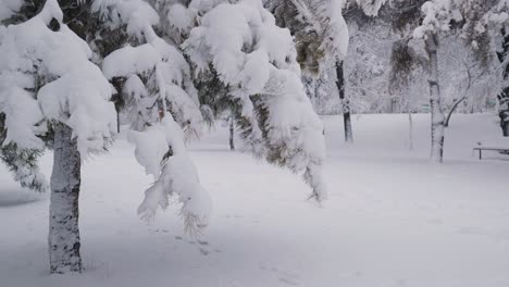 Nahaufnahme-Von-Kiefernzweigen,-Die-Im-Winter-Im-öffentlichen-Park-Mit-Frisch-Gefallenem-Schnee-Bedeckt-Sind