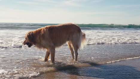 Golden-Retriever-Dog-on-Sandy-Beach,-Holding-Ball-in-Mouth-in-Front-of-Sea-Waves-Slow-Motion