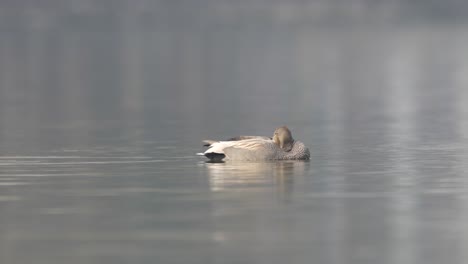 A-gadwall-floating-around-on-a-lake-in-the-early-morning-sunshine-while-sleeping
