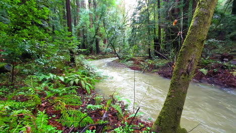 A-murky-river-flowing-through-the-Muir-Woods-National-Park-in-California