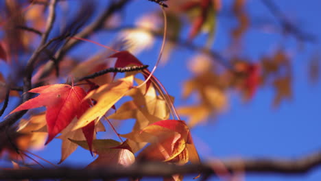 Slow-motion-footage-of-red-and-gold-leaves-moving-about-in-the-breeze-on-a-cold-day-in-autumn