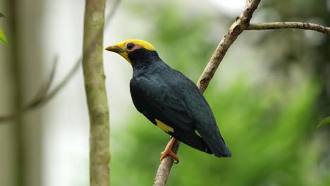 Nahaufnahme-Eines-Goldhaubenmynas,-Ampeliceps-Coronatus,-Der-Auf-Einem-Ast-Thront,-Sich-In-Der-Umgebung-Umsieht,-Seine-Flügel-Ausbreitet-Und-Davonfliegt