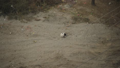 Streunender-Hund-Läuft-Allein-Auf-Einer-Staubigen-Landstraße-In-Alipur,-Pakistan,-Mit-Verstreuten-Trümmern
