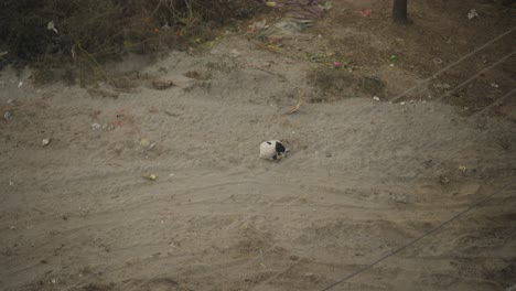 Stray-dog-walking-alone-on-a-dusty-rural-road-in-Alipur,-Pakistan,-with-scattered-debris