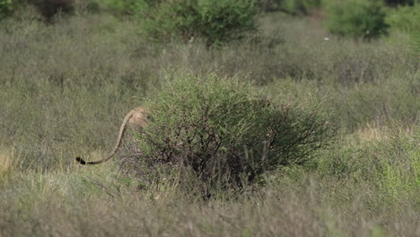Male-Lion-Walking-Behind-The-Bushes-In-Africa
