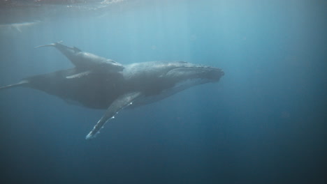 Ballenas-Jorobadas,-Historia-De-Migración-De-Madre-Y-Cría.