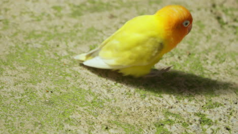 Fischers-Lovebird-Küken-Vogel-Läuft-Auf-Dem-Boden-Und-Putzt-Federn