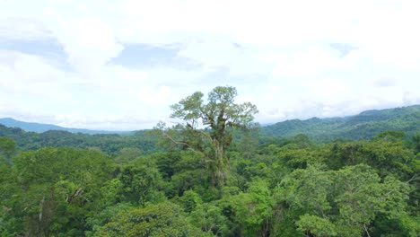 Lush-green-canopy-of-the-Amazon-rainforest-in-Oxapampa,-Peru,-with-cloud-covered-hills-in-the-distance,-aerial-view