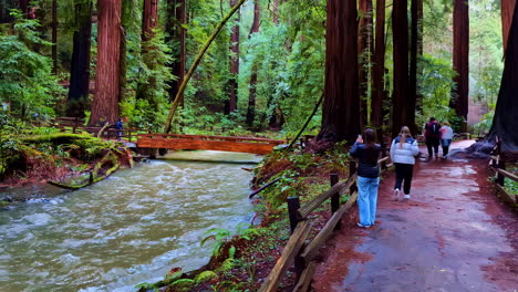 Touristen-Fotografieren-Hohen-Baum-Muir-Woods-National-Monument-Kent-Creek-Fluss