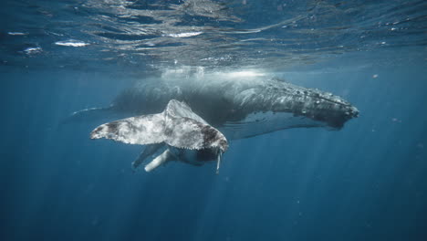 4K-Underwater-Footage-Of-A-Humpback-Whale-Calf-Showing-Off-It's-Powerful-Fluke-As-It-Swims-And-Tucks-Under-Mom's-Underbelly