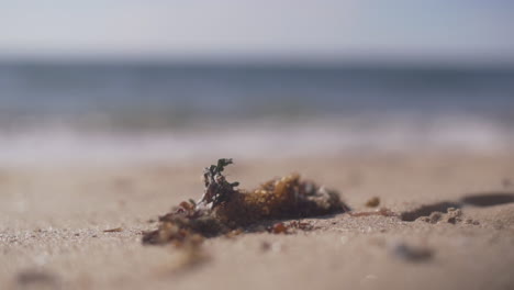 Seaweeds-At-The-Sunny-Shoreline-Of-Bunbury-Beach-In-Western-Australia
