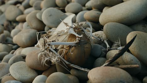 Seagull-Bone-Remains-Amongst-Shoreline-Pebbles