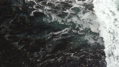 4K-cinematic-overhead-of-Monterey-Bay-kelp-lagoon-with-sleeping-harbor-seals