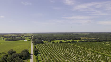 Aerial-view-of-orange-farm-fields-in-florida