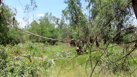 Deforestación,-Hombre-Negro-Talando-Un-Gran-árbol-Con-Una-Motosierra