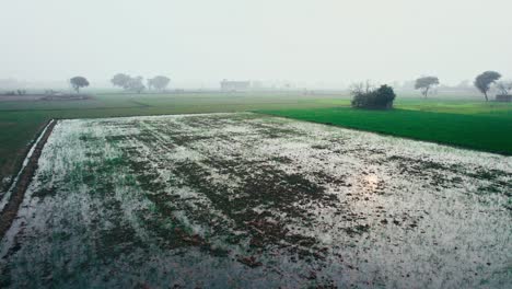 Mañana-Brumosa-Sobre-Un-Campo-De-Arroz-Inactivo-En-Alipur,-Pakistán,-Con-Un-Tranquilo-Paisaje-Rural