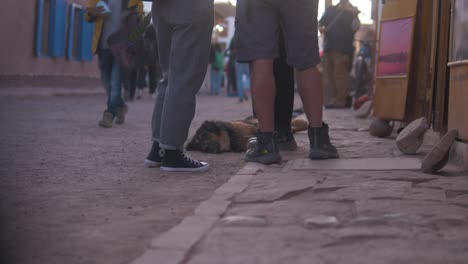 Dog-Laying-on-a-Busy-Street-in-a-Village-in-the-Middle-of-the-Desert