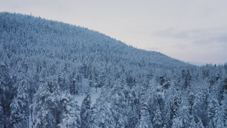 Aerial-closeup-shot-of-snow-covered-coniferous-trees-of-Great-Taiga-Forest-in-lapland,-Finland-during-evening