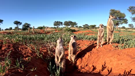 Sehr-Nahe-Bodenperspektive-Von-Erdmännchen,-Die-Aufrecht-Stehen-Und-Sich-In-Ihrem-Bau-In-Der-Südlichen-Kalahari-Sonnen