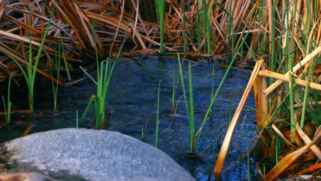 Agua-Azul-Oscuro-Brillante-En-Las-Sombras-Del-Bosque