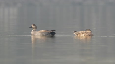 Two-gadwalls-swimming-around-on-a-lake-in-the-morning-sunshine