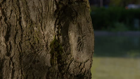 Arborglifos-Grabados-En-La-Corteza-Del-árbol,-Con-Agua-Reflejándose-Sobre-él-En-Baden-baden,-Alemania---Primer-Plano