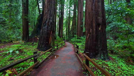 Walking-on-a-wet-paved-pathway-through-a-California-forest