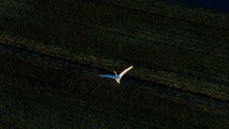 Slow-motion-shot-of-swan-flying-over-agricultural-fields-at-sunrise