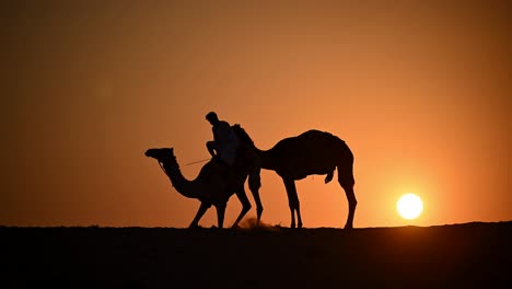 Silhouette-Gegen-Die-Untergehende-Sonne,-Ein-Arabischer-Beduine-Mit-Seinen-Kamelen-In-Der-Riesigen-Arabischen-Wüste,-Vereinigte-Arabische-Emirate