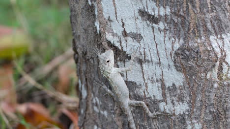 Oriental-Garden-Lizard-Hanging-on-Tree-Trunk-in-Park-at-Nha-Trang,-Vietnam