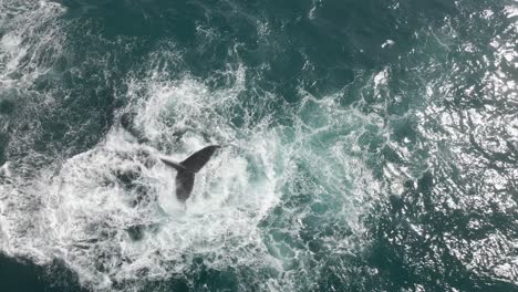 Aerial-shot-of-a-baby-humpback-and-mother-slapping-their-tail-on-the-water