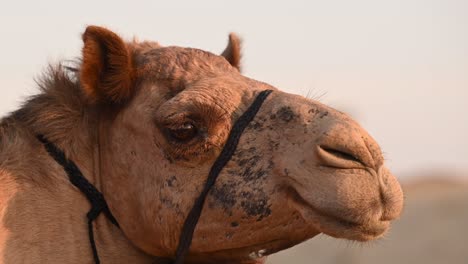 Eine-Nahaufnahme-Eines-Männlichen-Kamels,-Das-Das-Konzept-Des-Wüstenlebens-In-Der-Arabischen-Welt-Darstellt