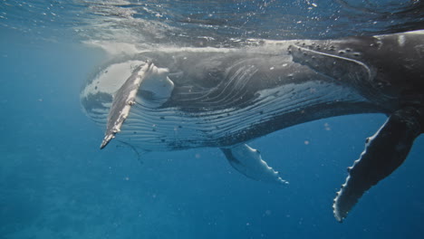 Super-Close-Encounters-With-Humpback-Whales-In-Tonga