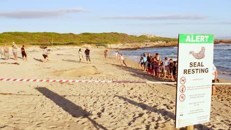 Crowd-behind-cordoned-area-observes-moulting-Southern-Elephant-Seal-on-beach