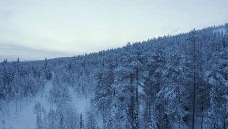 Aerial-shot-of-trees-of-Great-Taiga-Forest-fully-covered-with-snow-in-Lapland,-Finland