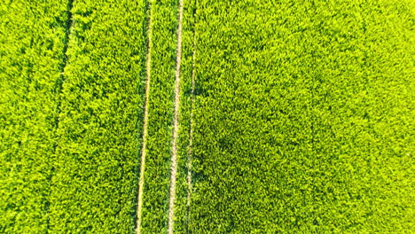 Cautivante-Toma-Aérea-Desde-Arriba-Con-Un-Dron-Que-Muestra-La-Exuberante-Vegetación-De-Las-Plantaciones-De-Cereales-Del-Campo-Alemán-En-Baviera,-Ofreciendo-Una-Perspectiva-Serena-Y-Pintoresca-Desde-Arriba