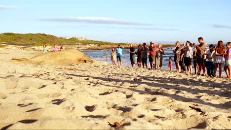 People-stand-behind-cordoned-off-area-looking-at-Elephant-seal-lying-on-beach