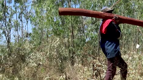 Deforestation,-Black-man-carrying-log-from-cutting-site-to-log-pile