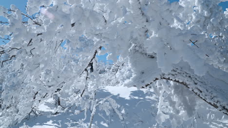 Walking-POV-on-Snowdrift-Under-Tree-Branches-Covered-With-Snow-in-Cold-Sunny-Winter-Weather-At-Balwangsan-Mountain-Summit,-Gangwon-do,-South-Korea