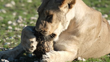 A-Lioness-Eating-Tortoise-Shell---Close-Up