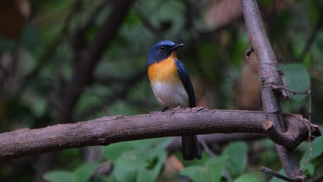 Looking-to-the-right-chirping-and-chirping,-Indochinese-Blue-Flycatcher-Cyornis-sumatrensis-Male,-Thailand