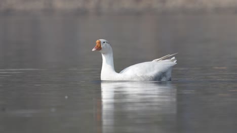 A-white-domestic-goose-swimming-around-on-a-lake-in-the-morning-sunshine