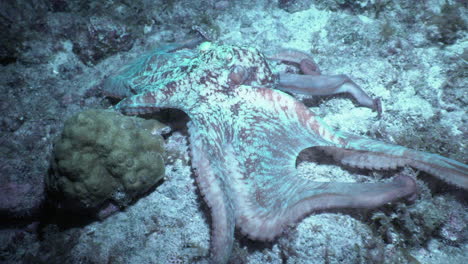 A-Caribbean-reef-octopus-undulates-across-the-ocean-floor-at-night,-changing-colors