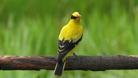 Black-naped-oriole,-oriolus-chinensis-with-bright-golden-yellow-plumage,-perching-on-a-horizontal-wood-log,-curiously-wondering-around-its-surrounding-environment,-spread-its-wings-and-fly-away